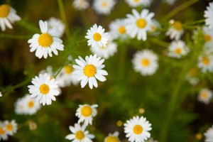 tiny_chamomile_flowers_206823[1]