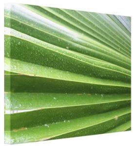 palm-front-zazzle-canvas