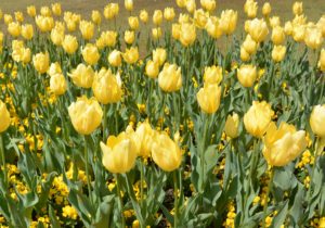 yellow-tulips